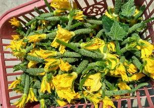 结瓜的瓜花可以吃吗视频,哪些结瓜瓜花可食用？