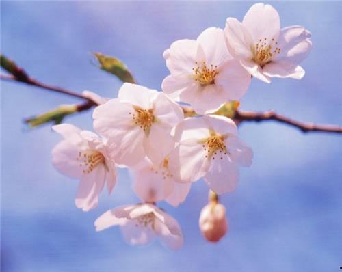 樱花校园吃瓜教学,吃瓜教学生活剪影