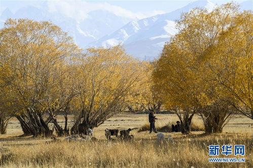 塞尔维亚秋意正浓吃瓜,吃瓜群众乐翻天