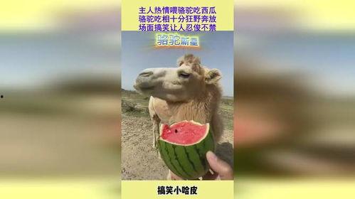 吃瓜搞笑场面,一场爆笑的吃瓜盛宴