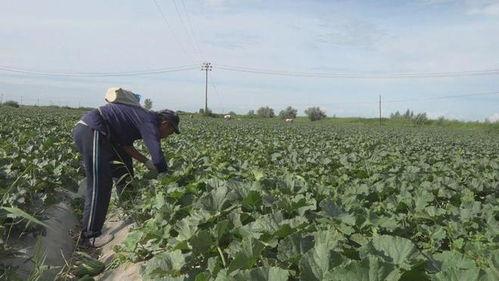 吃瓜群众种植专用土壤