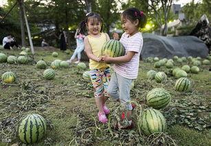 中央国际吃瓜,吃瓜群众围观大戏