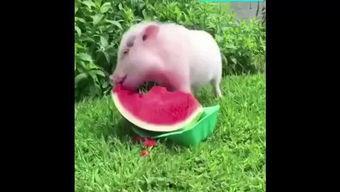 吃瓜猪猪图片,萌态可掬的欢乐瞬间
