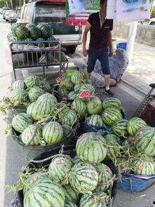 聊城阳谷吃瓜事件,一场网络热议背后的真相探寻