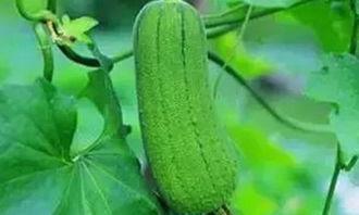 瓜瓜吃瓜的优点,乐享生活新境界