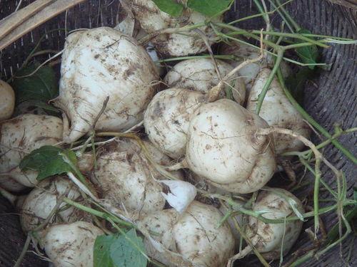 吃瓜达人吃东西,一场味蕾的狂欢之旅