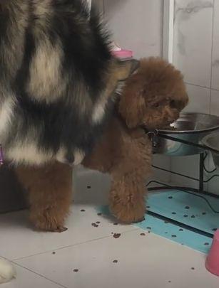 泰迪哥吃瓜,揭秘娱乐圈幕后故事