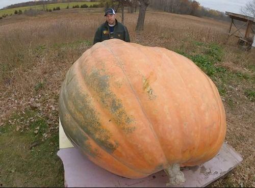 吃蜜瓜呕吐,揭秘吃蜜瓜呕吐之谜