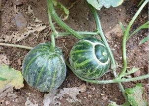 农村吃瓜辅助器,解锁夏日乡村休闲新体验