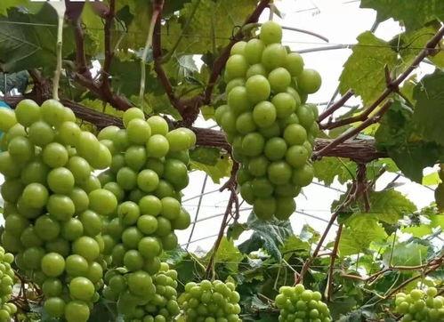 苏州农行吃瓜,揭秘银行内部员工食堂的“瓜香”故事