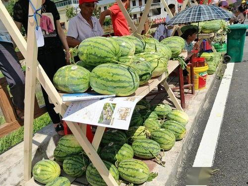武平县吃瓜,探寻当地特色美食之旅