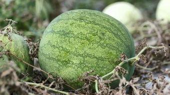 冷冷吃瓜,揭秘娱乐圈的幕后真相