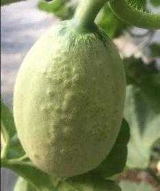 纹瓜怎么吃,解锁夏日清新美味新体验