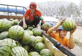 鸟瓜怎么吃,解锁美味新体验