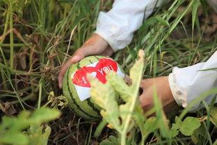 湖南吃瓜组织,揭秘湘菜背后的趣味与争议