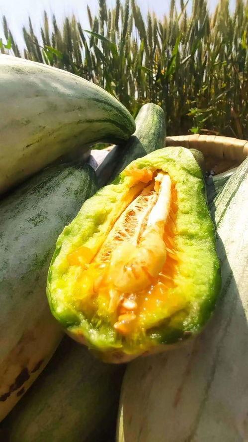 安静吃瓜什么意思,品味生活百态