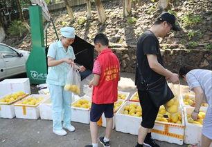 醴陵吃瓜群众,吃瓜群众的欢乐盛宴