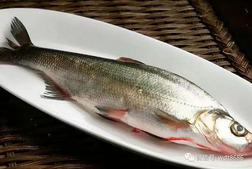 海棠吃八瓜鱼,一场味蕾与自然的邂逅