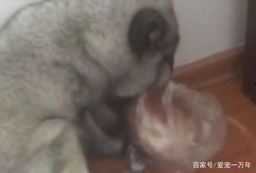 一只狐狸吃瓜,一场自然界的美食奇遇