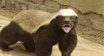 带你吃瓜之平头哥的亲戚